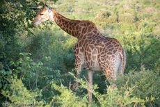 Giraffe (67 von 94).jpg